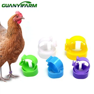 Cincin Kaki Ayam