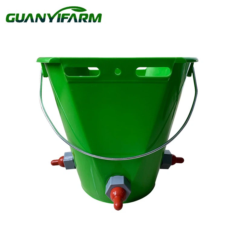 Peternakan ternak ember anak sapi