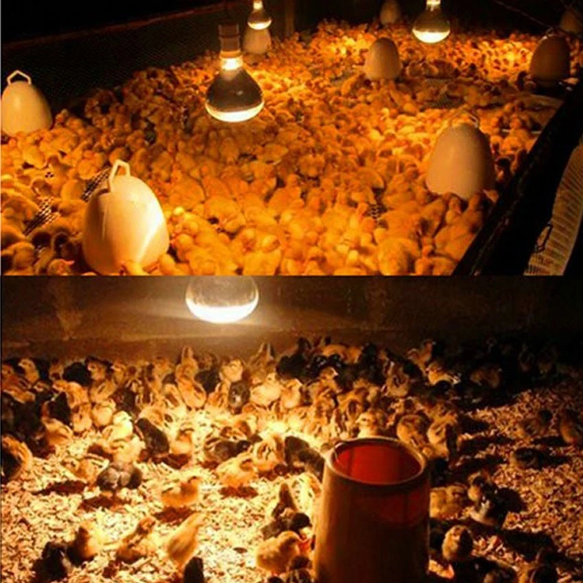Application of r40 120 volt 250 watt infrared bulb Application of r40 120 volt 250 watt infrared bulb